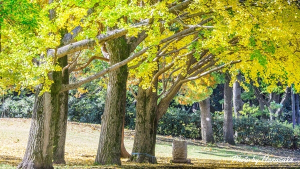 砧公園のイチョウ並木